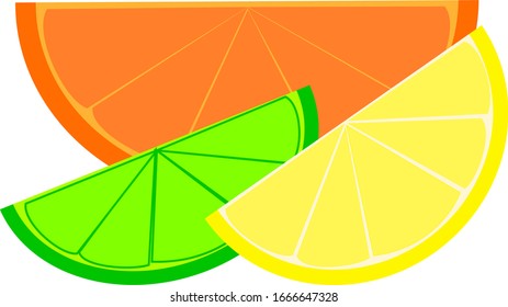 Illustrated Image of Citrus Fruits. Vector Image