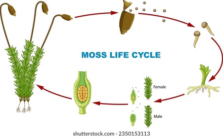 Illustrated infographic depicting the life cycle of moss plants