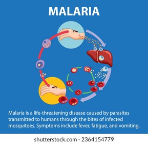 Infografía ilustrada que ilustra las etapas de la transmisión de parásitos de la malaria