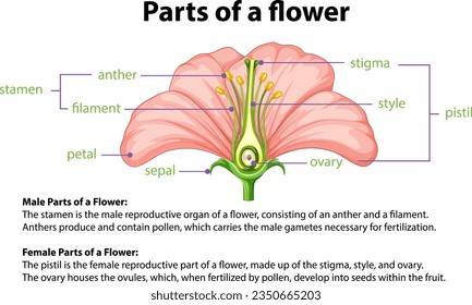 Illustrated infographic explaining the science behind a flower's biology