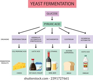 Illustrated infographic showcasing the process and products of yeast fermentation