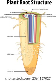 Illustrated infographic showcasing the structure of an isolated plant root