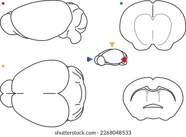 Illustrated mouse brain from different POVs