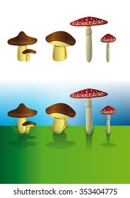 Illustrated mushrooms set on the grass