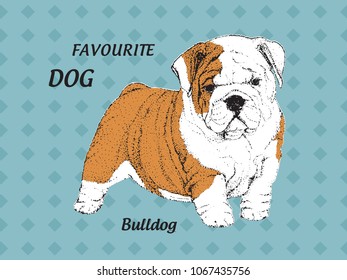 Illustrated of Puppy English bulldog on a blue ornamental background with the black signature - vector
