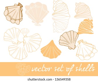 illustrated seashells - vector illustration