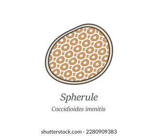 Illustrierte Herule der Coccidioides immitis