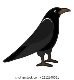 illustrated vector of crow isolated