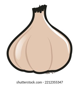 illustrated vector of garlic isolated