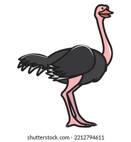 illustrated vector of ostrich isolated