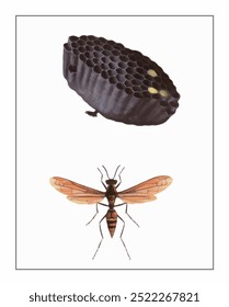 An illustrated wasp with a segmented body sits beneath a dark honeycomb structure, intricately detailed and suspended on a clean background.