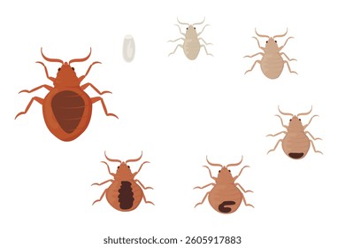 Illustrating the bed bug life cycle with stages from egg to adult, highlighting size and color changes for effective identification of these common household pests