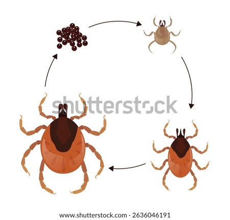 Illustrating the complete life cycle of a mite, featuring eggs, larva, nymph, and adult stages, providing valuable insights for biology and zoology education