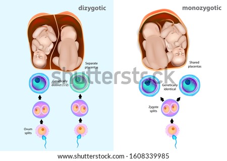 Illustrating Zygosity for Identical and Fraternal TwinsTypes of twins. Fertilized Egg Cell Division. 