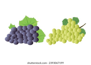 illustratio vector of purple grapes and green grapes, fresh grapes fruit