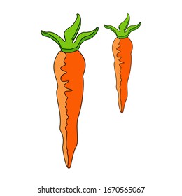 Illustration 2 carrots contoured on a white background.
