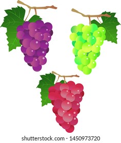 Illustration of 3 color grapes