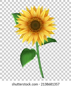 Illustration with 3d sunflower  isolated on transparent background. Realistic vector illustration with yellow flower for decoration. svg
