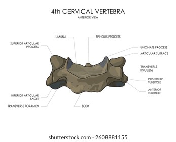Illustration of the 4th cervical vertebra: anterior view.  Medical vector illustration.