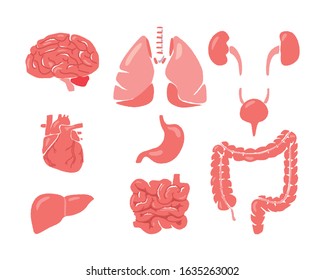 Illustration of 9 major internal organs