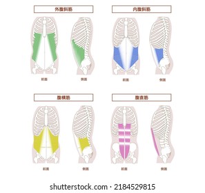 Illustration of Abdominal Muscle Groups Sideways[Translation: Illustration of abdominal muscles, rectus abdominis, oblique abd]