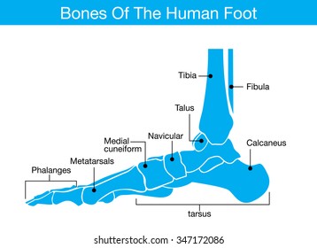 Illustration About Bones Human Foot Which Stock Vector (Royalty Free ...