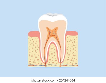 Illustration about tooth anatomy in flash design version