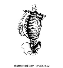 Illustration of academic drawing human torso. vector