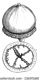 An illustration of Acorn and cupule of Quercus Skinneri. It shows the natural size and cross section of the acorn showing the lobed embryo, vintage line drawing or engraving illustration.