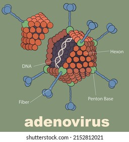 Illustration Of Adenovirus Cross Section - Vector