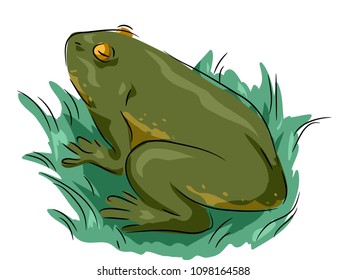 Illustration of an Adult Green Frog on Grass