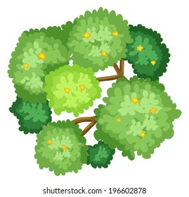 Illustration of an aerial view of a tree on a white background