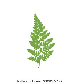 Illustration of aesthetic fern leaves 