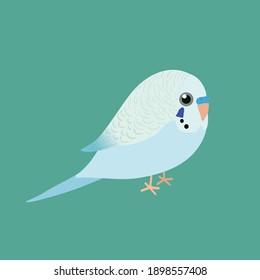 
An illustration af a very cute light blue budgie. It is a male bird.
