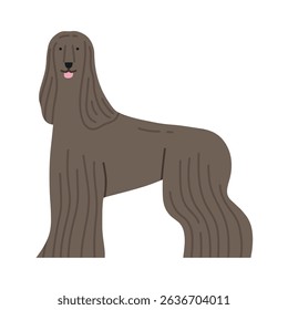  Illustration of Afghan Hound dog standing. Can be used for pet-related marketing materials, educational content about breeds, prints, cards etc. Vector illustration isolated on white background.