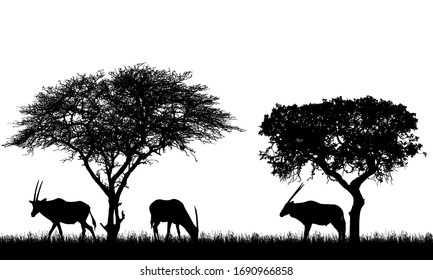 Illustration of African landscape on safari with antelopes or gazelles under tropical trees. Animals graze on the grass. Isolated silhouettes on white background - vector
