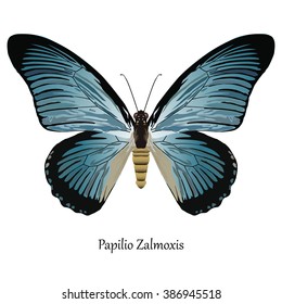 Illustration of African Swallowtail Butterfly - Papilio Zalmoxis. Element for design. ClipArt. The element of training patterns, biological descriptions, etc.