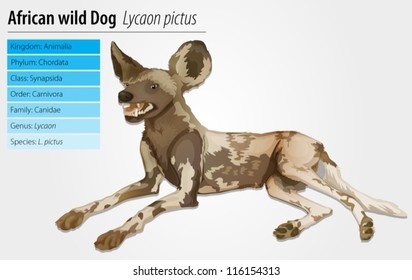 Illustration of an African wild dog - Lycaon pictus