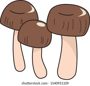the illustration of  agaricus, mushroom famous ingredients for Chinese medicine