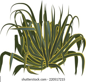 illustration with agave isolated on white background