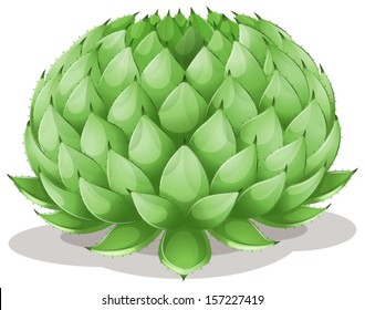 Illustration of an Agave parryi on a white background