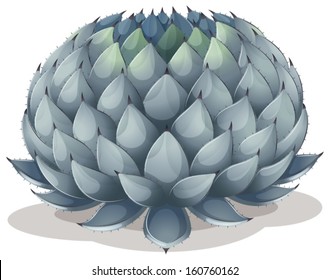 Illustration of an Agave parryi on a white background