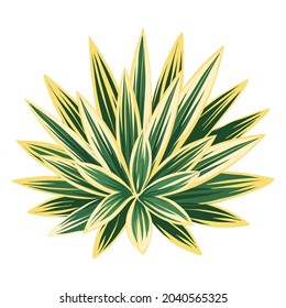 Illustration of agave and tequila. Decorative image of tropical foliage and plant.