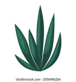 Illustration of agave and tequila. Decorative image of tropical plant.