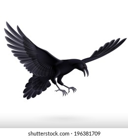 Illustration of aggressive black raven isolated on white background 