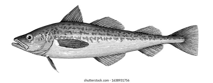 Illustration of a Alaska pollock in a vintage style