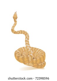 illustration of albino python