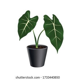 Illustration Alocasia house plant in pot. Isolated on white background