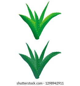 Illustration of the aloe