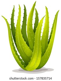 Illustration of aloe Blue Elf on a white background